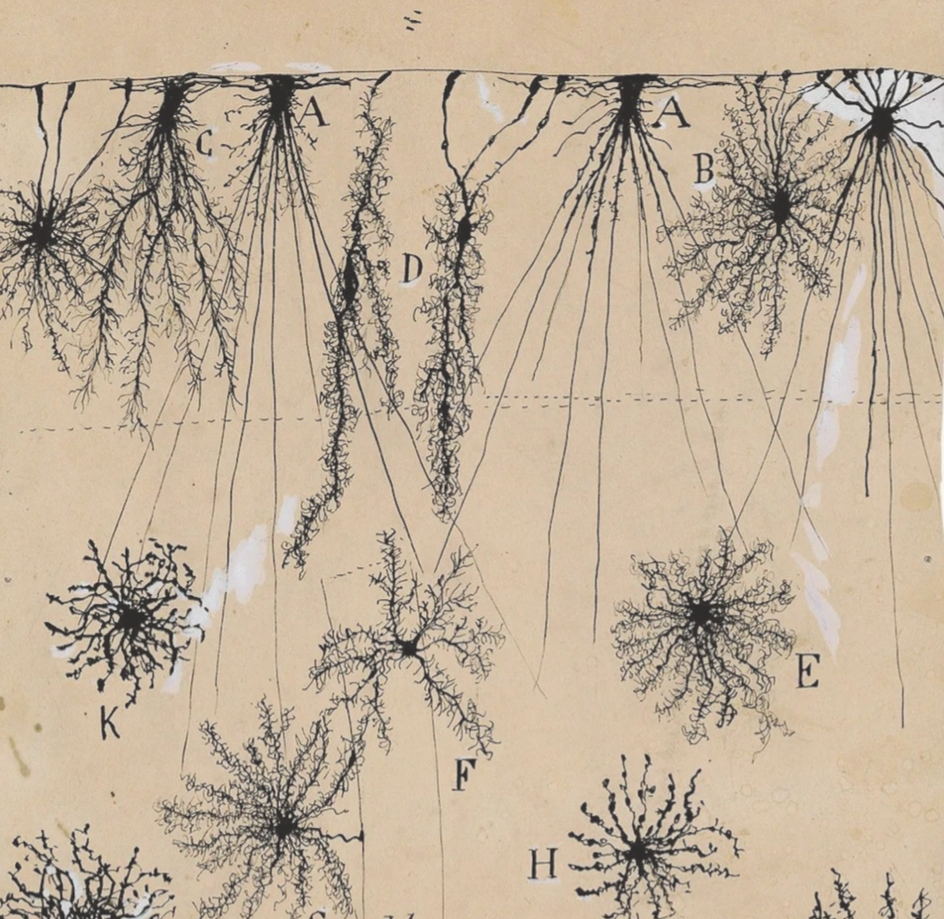 The Next Frontier of Performance: Neural Regulation