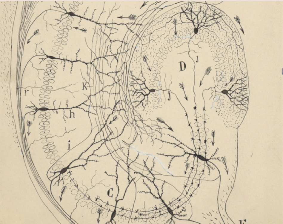 The Biomarkers of Brain Health: A New Frontier in Precision Medicine