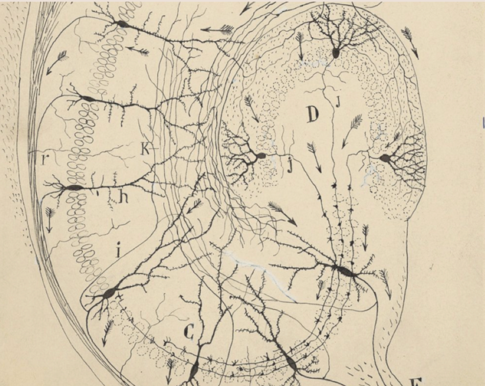 The Biomarkers of Brain Health: A New Frontier in Precision Medicine