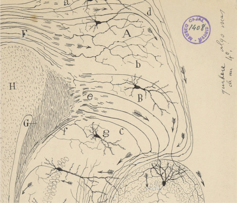The Protective Brain: Rethinking Chronic Fatigue Through  Nervous System Regulation