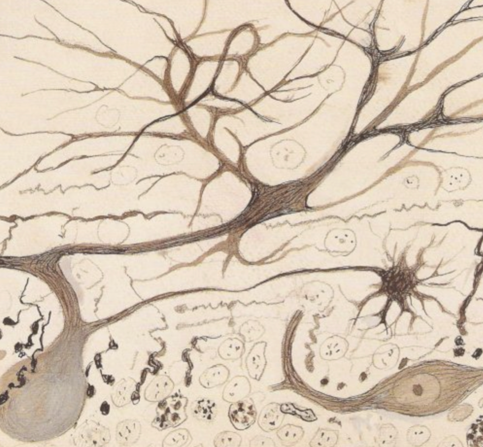 Addiction: How Dysregulated Brain Networks Drive Behaviour