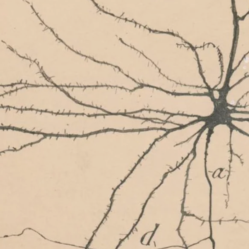 The Neural Relationship Between Trauma and Chronic Pain