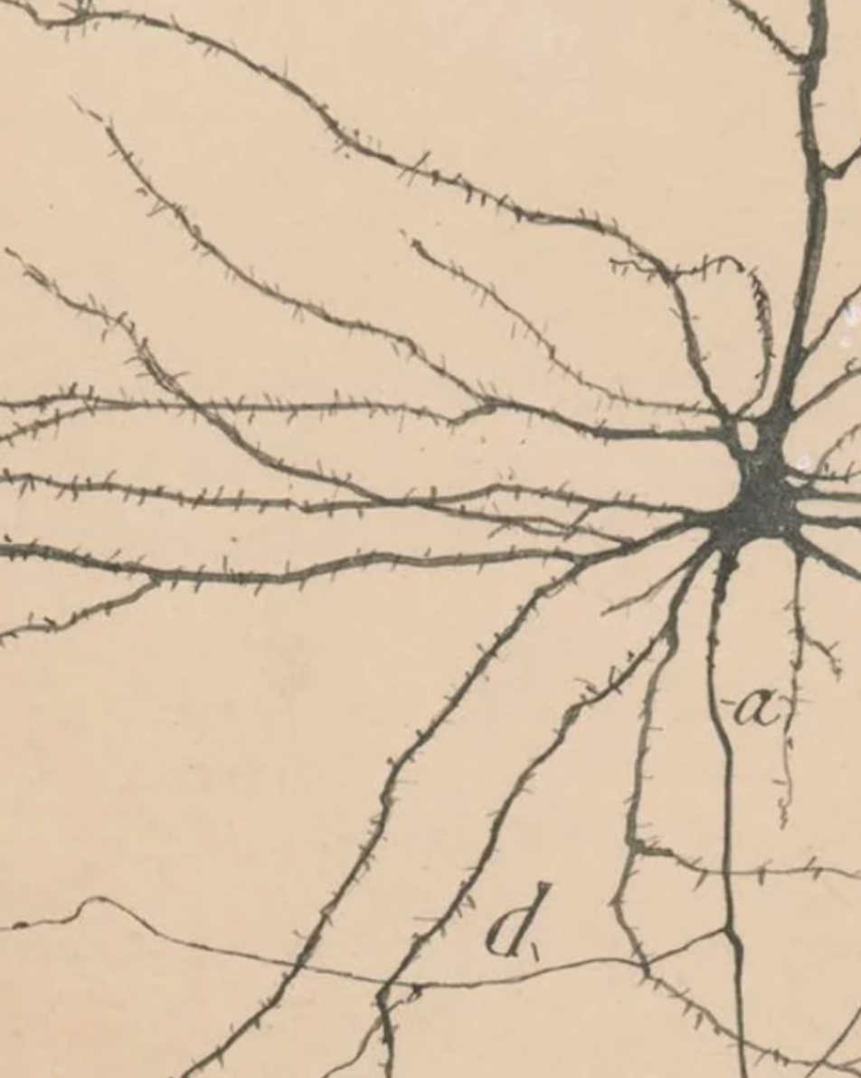 The Neural Relationship Between Trauma and Chronic Pain