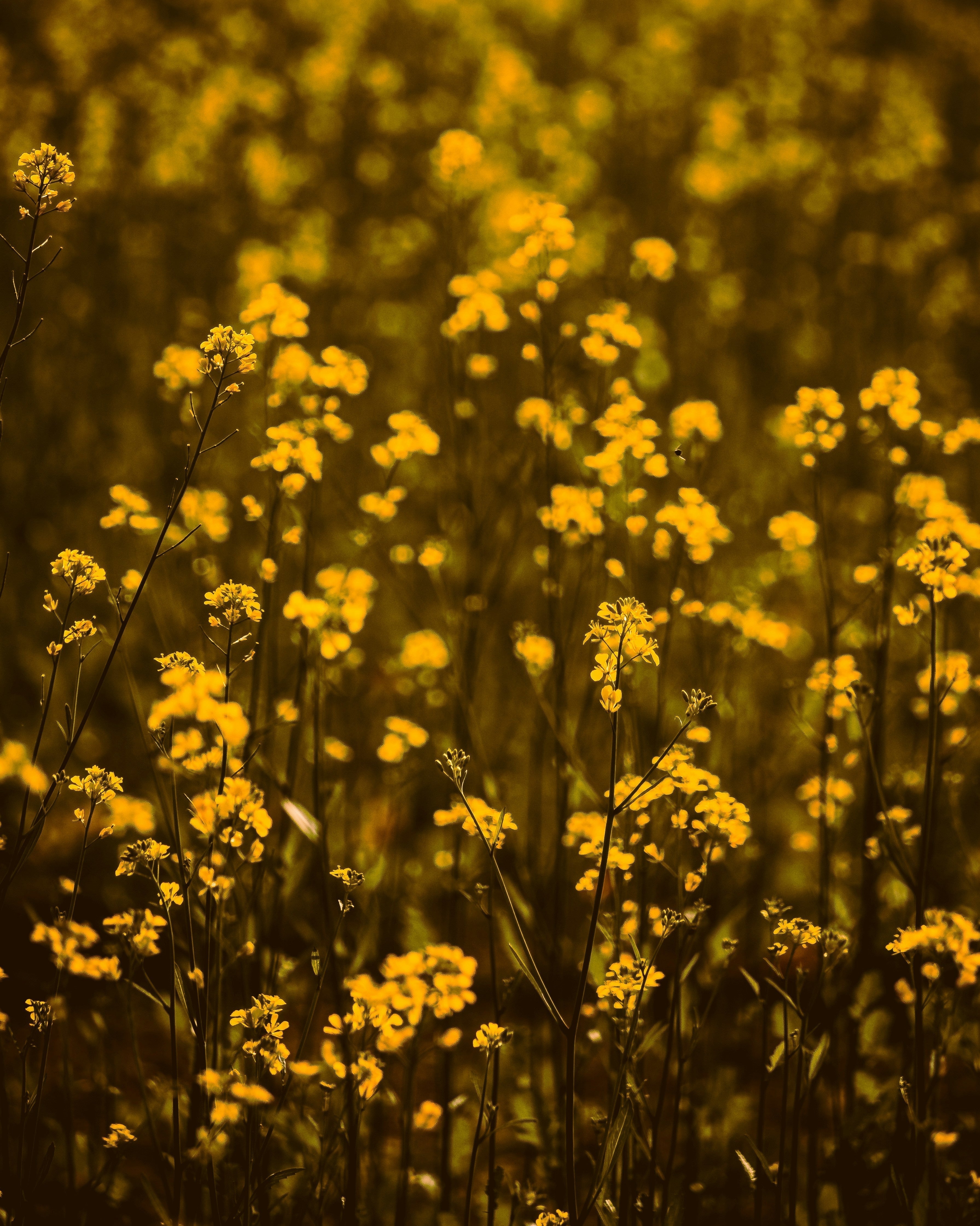 Functional near-infrared spectroscopy as a biomarker of TMS efficacy in treatment-resistant depression. (2025)