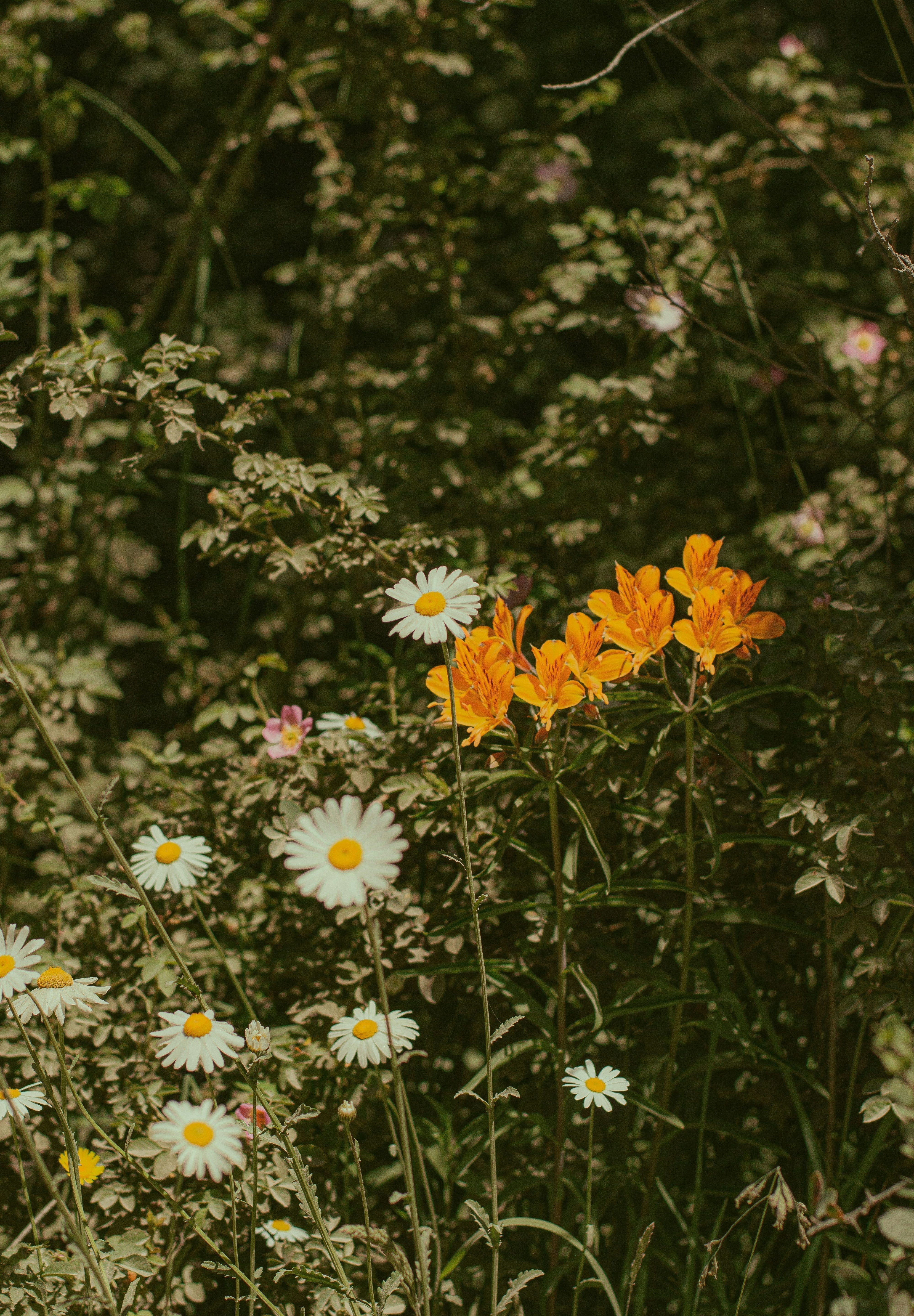 Transcranial Magnetic Stimulation–Induced Heart-Brain Coupling: Implications for Site Selection and Frontal Thresholding - Preliminary Findings (2023)